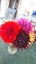 Dahlia tubers 10 tubers mixed colours. Carousel 10