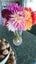 Dahlia tubers 10 tubers mixed colours. Carousel 11