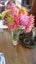 Dahlia tubers 10 tubers mixed colours. Carousel 12