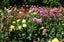 Dahlia tubers 10 tubers mixed colours. Carousel 14