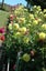 Dahlia tubers 10 tubers mixed colours. Carousel 16