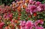 Dahlia tubers 10 tubers mixed colours. Carousel 17