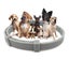 Dog Flea and Tick Repellent Collar Carousel 1
