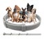 Dog Flea and Tick Repellent Collar Carousel 2