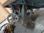 Saw Bench, Planer, Band Saw and Sander Carousel 9
