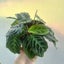 Maranta Leuconeura 'Cat Moustache' (rare) | 10cm Nursery Pot Carousel 4