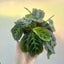 Maranta Leuconeura 'Cat Moustache' (rare) | 10cm Nursery Pot Carousel 7