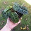 Maranta Leuconeura 'Cat Moustache' (rare) | 10cm Nursery Pot Carousel 3