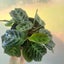 Maranta Leuconeura 'Cat Moustache' (rare) | 10cm Nursery Pot Carousel 2