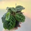 Maranta Leuconeura 'Cat Moustache' (rare) | 10cm Nursery Pot Carousel 5
