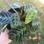Maranta Leuconeura 'Cat Moustache' (rare) | 10cm Nursery Pot Carousel 6