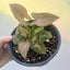 Syngonium podophyllum 'Pink Perfection' (uncommon) | 15cm Nursery Pot Carousel 4