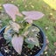 Syngonium podophyllum 'Pink Perfection' (uncommon) | 15cm Nursery Pot Carousel 2