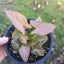 Syngonium podophyllum 'Pink Perfection' (uncommon) | 15cm Nursery Pot Carousel 1
