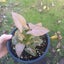 Syngonium podophyllum 'Pink Perfection' (uncommon) | 15cm Nursery Pot Carousel 3