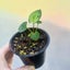 Baby Syngonium podophyllum 'Pixie' | 7cm Nursery Pot | Grow Plants NZ Carousel 4
