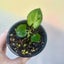 Baby Syngonium podophyllum 'Pixie' | 7cm Nursery Pot | Grow Plants NZ Carousel 1