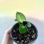 Baby Syngonium podophyllum 'Pixie' | 7cm Nursery Pot | Grow Plants NZ Carousel 2