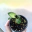 Baby Syngonium podophyllum 'Pixie' | 7cm Nursery Pot | Grow Plants NZ Carousel 3