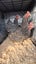 3x Point of lay Barred Rock x pullets Carousel 1