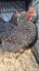 3x Point of lay Barred Rock x pullets Carousel 2