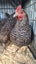 3x Point of lay Barred Rock x pullets Carousel 3