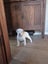 American bulldog pups Carousel 4