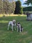 American bulldog pups Carousel 6