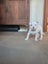 American bulldog pups Carousel 5