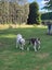 American bulldog pups Carousel 7
