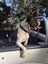American bulldog pups Carousel 8