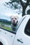American bulldog pups Carousel 9