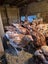 Hyline Female Chickens - 5 weeks old - Lot 5 Carousel 2