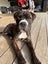 Koda (Ellie's Canine Rescue & Rehome) Carousel 1