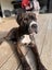 Koda (Ellie's Canine Rescue & Rehome) Carousel 2