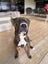 Koda (Ellie's Canine Rescue & Rehome) Carousel 5