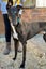 Tux and Tails – Joe, the Gentle Giant with Tuxedo Markings Carousel 6