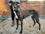 Tux and Tails – Joe, the Gentle Giant with Tuxedo Markings Carousel 7