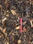 6m Mulch $1 reserve! Carousel 3