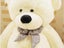 Teddy Bear Carousel 6