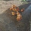 Hyline laying hens Carousel 1
