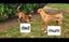 Pig dog pups Carousel 6