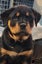 Rottweiller Puppies Carousel 4