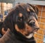Rottweiller Puppies Carousel 3