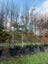 Podocarpus totara Matapouri Blue 160L, ht 2.5-4.2m...x1 (Lot #2) Carousel 1