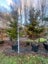 Podocarpus Totara Black Bridge Selection 160L, ht 3m - 3.5...x1 (Lot #1) Carousel 1