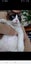 Brothers ragdoll x Burmese to rehome Carousel 4
