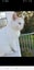 Brothers ragdoll x Burmese to rehome Carousel 6