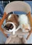 Brothers ragdoll x Burmese to rehome Carousel 3