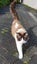 Brothers ragdoll x Burmese to rehome Carousel 7